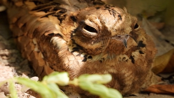 Nightjar, Long-tailed 2