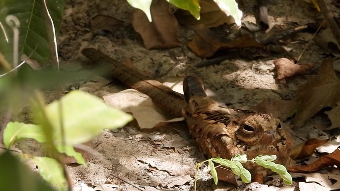 Nightjar, Long-tailed 3