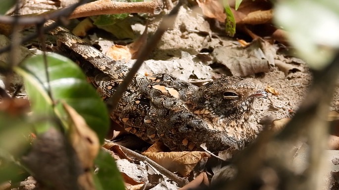 Nightjar, Standard-winged 1