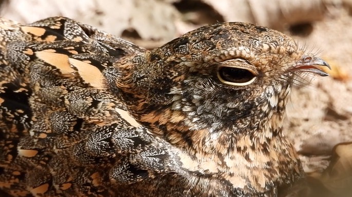 Nightjar, Standard-winged 2