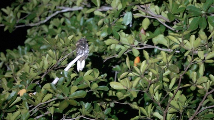 Nightjar, Yucatan (Belize 2021)