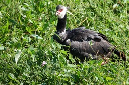 Northern Screamer, Chauna chavaria2