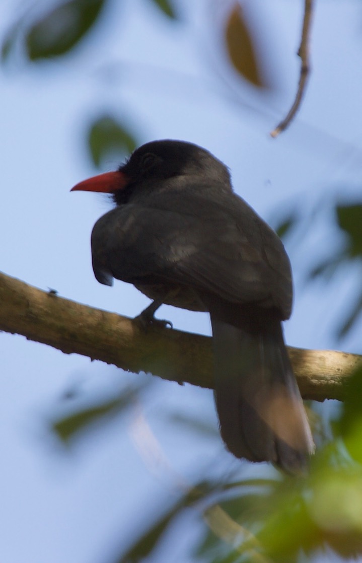 Nunbird, Black-fronted 2