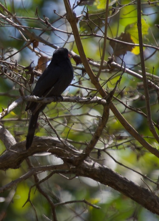 Nunbird, Black-fronted