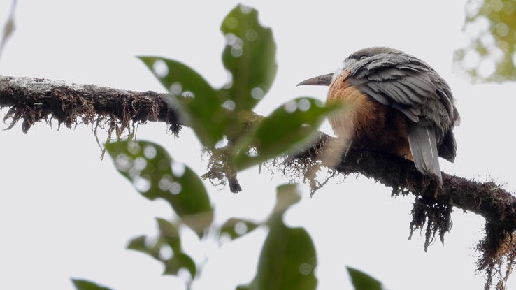 Nunbird, White-faced (Cerro Montezuma, Colombia) 2