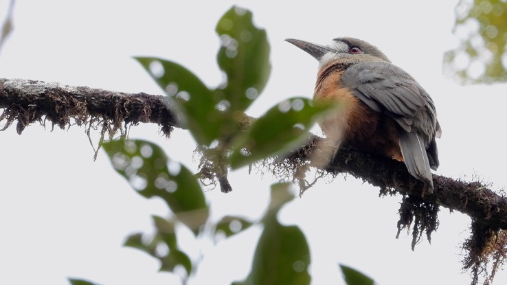 Nunbird, White-faced (Cerro Montezuma, Colombia) 1