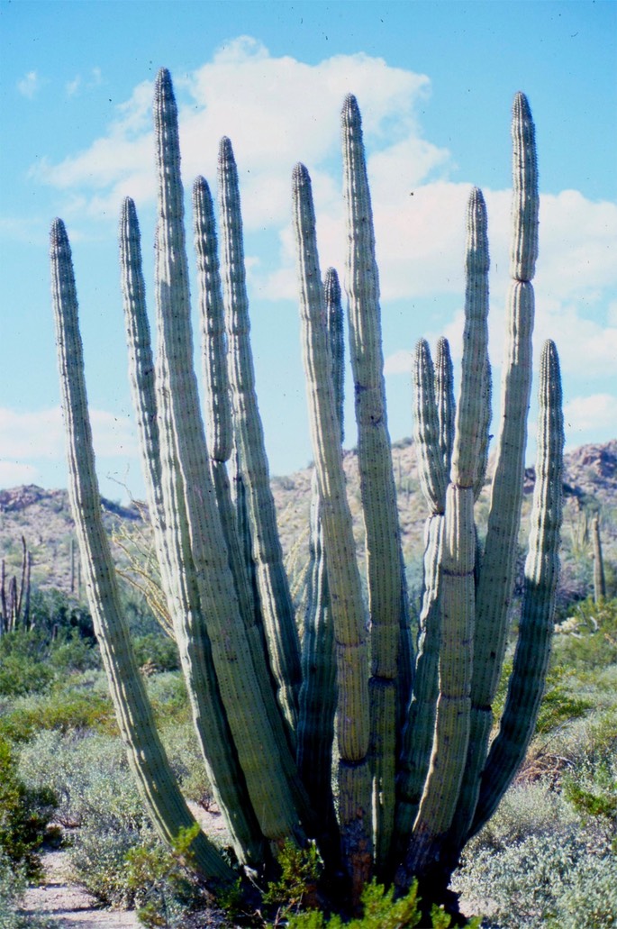 Organ PIpe Cactus075