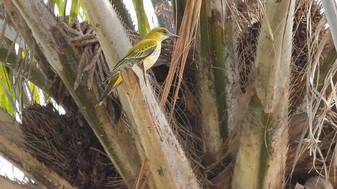 Oriole, African Golden 2