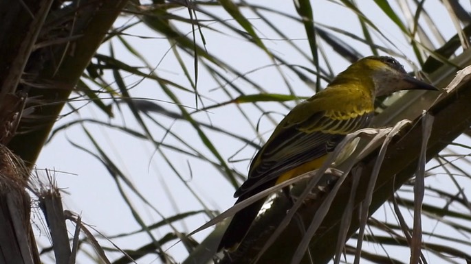 Oriole, African Golden 4