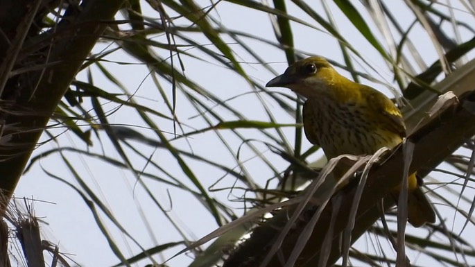 Oriole, African Golden 5