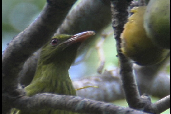 Oriole, Olive-backed 1