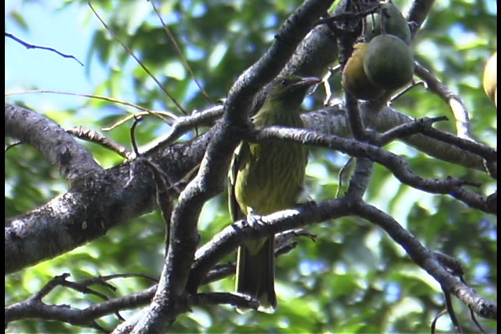 Oriole, Olive-backed 2