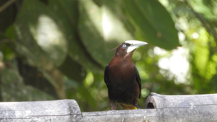 Oropendola, Chestnut-headed (Cerro Montezuma, Colombia) 1