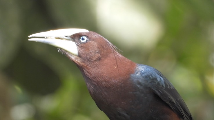 Oropendola, Chestnut-headed (Cerro Montezuma, Colombia) 3