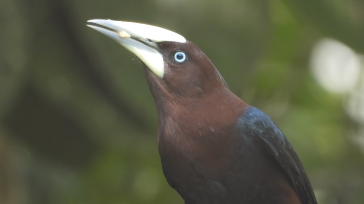 Oropendola, Chestnut-headed (Cerro Montezuma, Colombia) 2