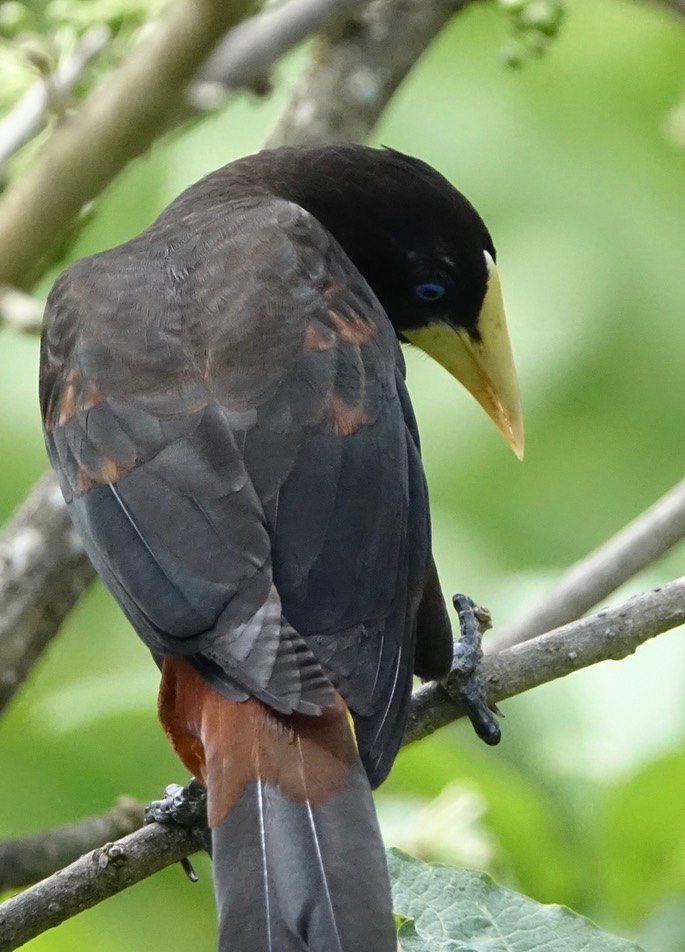 Oropendola, Crested 18-1