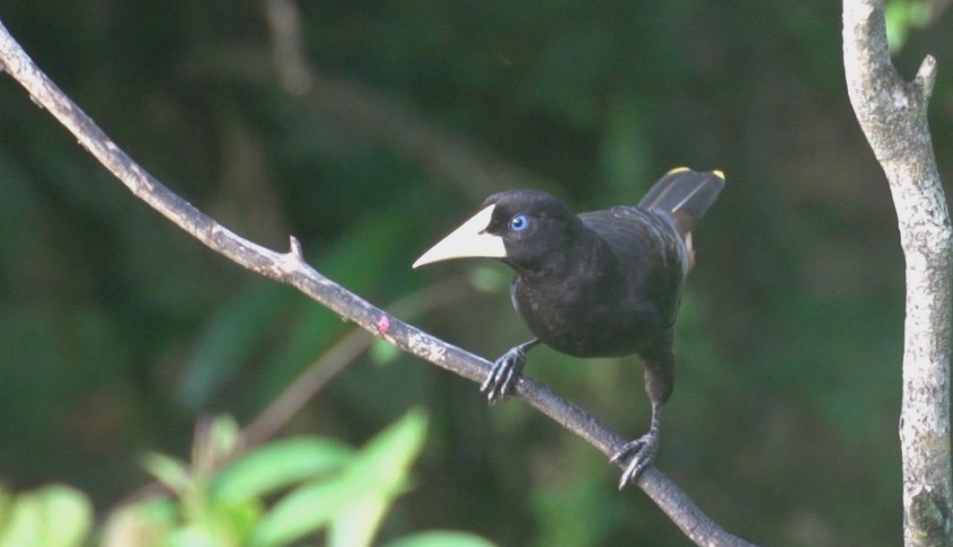 Oropendola, Crested