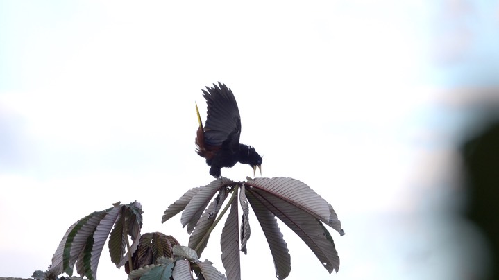 Oropendola, Crested (Colombia) 2