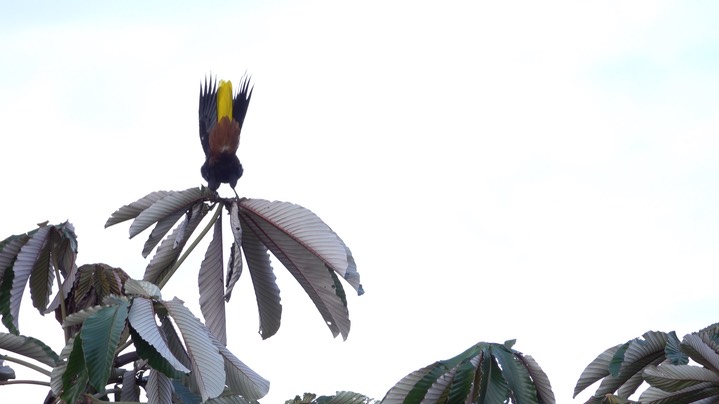 Oropendola, Crested (Colombia) 1