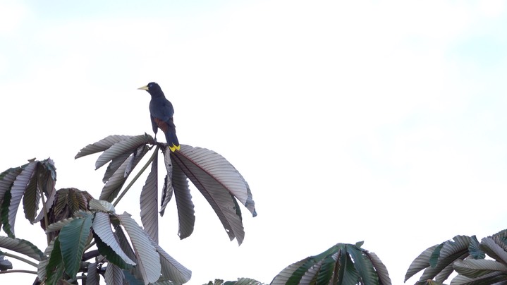 Oropendola, Crested (Colombia) 3