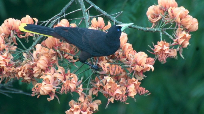 Oropendola, Crested (Tobago) 2