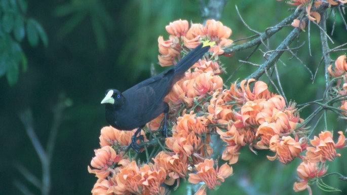 Oropendola, Crested (Tobago)