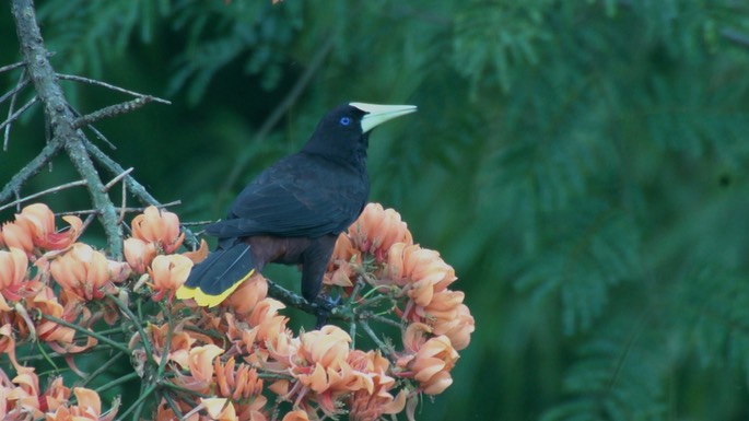 Oropendola, Crested (Tobago) 4