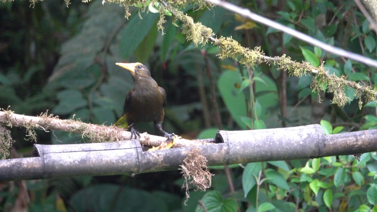 Oropendola, Russet-backed (Cerro Montezuma, Colombia) 1