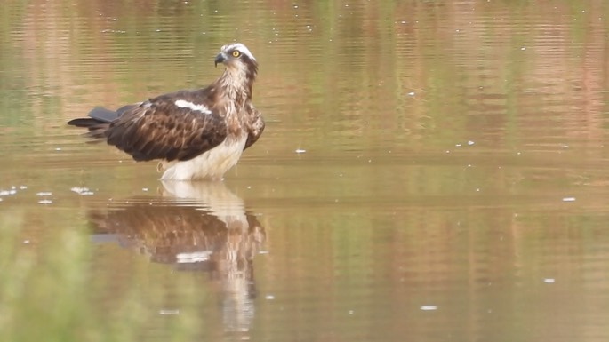 Osprey 2