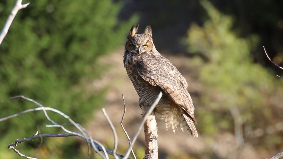 Owl, Great Horned (Montana) 2