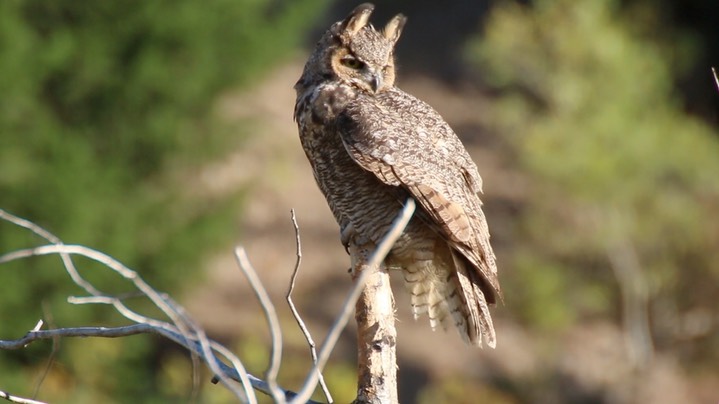 Owl, Great Horned (Montana)