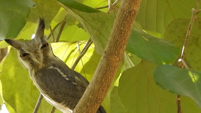 Owl, Northern White-faced 1