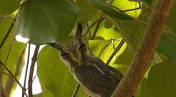 Owl, Northern White-faced 2