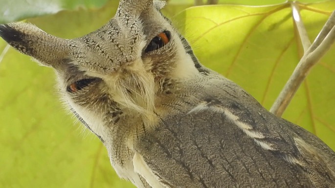 Owl, Northern White-faced 3