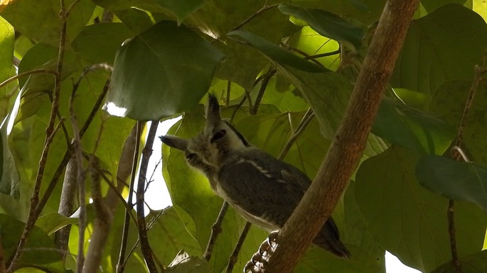 Owl, Northern White-faced 4