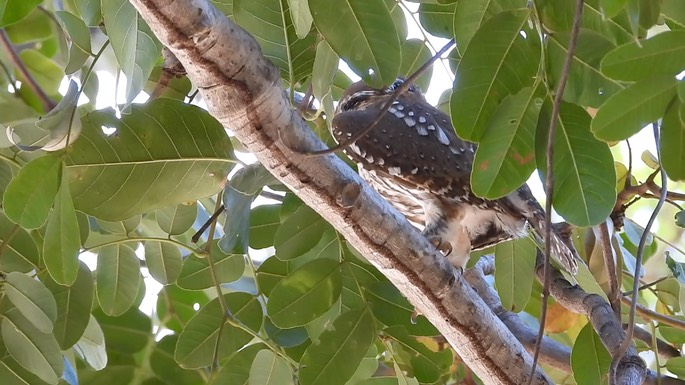 Owlet, Pearl-spotted - Senegal 2