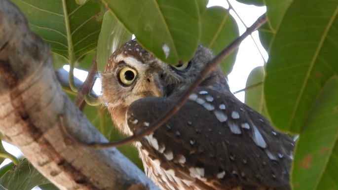 Owlet, Pearl-spotted - Senegal 7