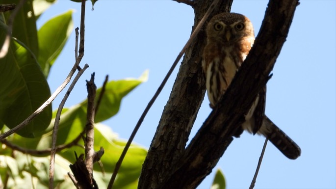 Owlet, Pearl-spotted - Senegal 4