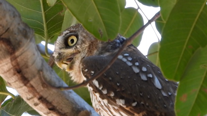 Owlet, Pearl-spotted - Senegal 1