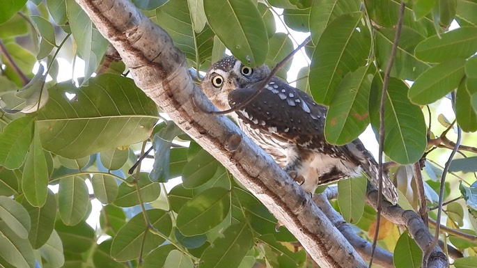 Owlet, Pearl-spotted - Senegal 5