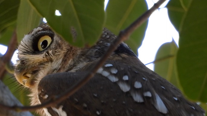 Owlet, Pearl-spotted - Senegal 3