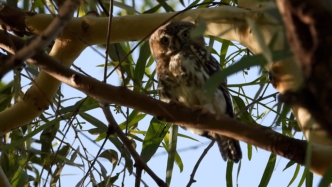 Owlet, Pearl-spotted 1