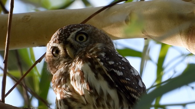 Owlet, Pearl-spotted 2