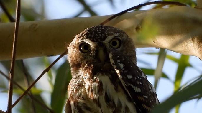 Owlet, Pearl-spotted 4