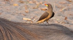 Oxpecker, Yellow-billed - Senegal 3