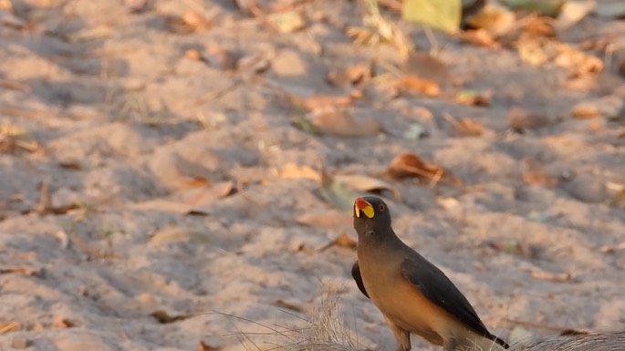 Oxpecker, Yellow-billed - Senegal 1