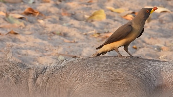 Oxpecker, Yellow-billed - Senegal 2