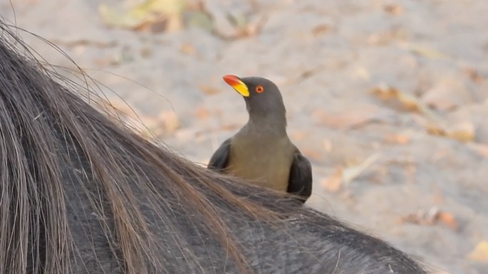 Oxpecker, Yellow-billed - Senegal 4