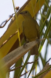 Palm Tanager, Thraupis palmarum19a