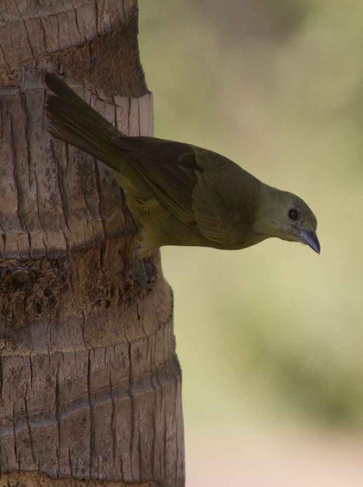 Palm Tanager, Thraupis palmarum19c